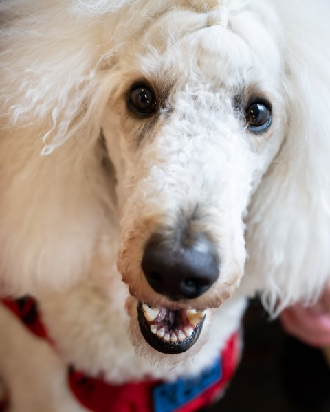 A white poodle wearing a red service dog vest looks up at the camera with a bright, friendly expression. 