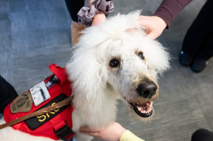 A white poodle wearing a red service-dog vest looks up with a friendly expression as several people reach in to pet it. 