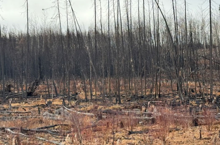 In the foreground, burned tree fragments lie on the yellow grass. In the middle ground, barren tree trunks stand, stripped of their leaves. The sky is grey-blue.