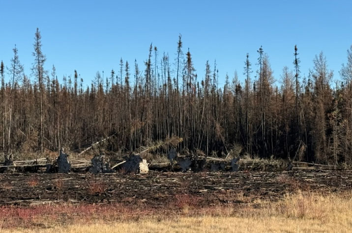 In the foreground, thick yellow grass grows. In the middle ground, barren tree trunks stand, stripped of their leaves. The sky is deep blue.