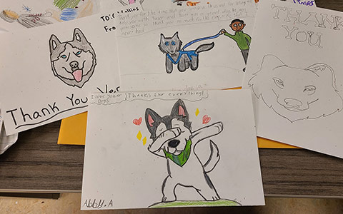 Several drawings of huskies sit on a table.