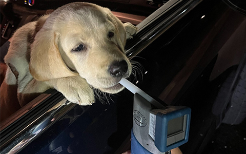 A puppy checks out an alcohol screening device.