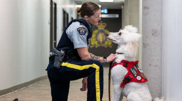 RCMP officer kneels in a hallway, looking closely at a white service dog in a red vest.
