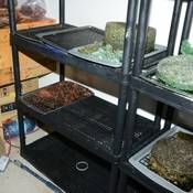 MDMA of different colors on trays laid out on shelving to dry