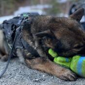 Police Service Dog Lady takes a break from sniffing for drugs with BC Highway Patrol