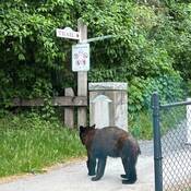 Bear at head of trail.