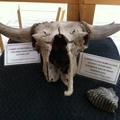Bison skull displayed at Yukon Suspension Bridge.
