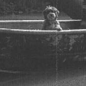 Photo of stolen boat