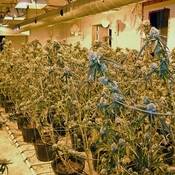 Interior of the residence where one of the illegal cannabis plantations was located.