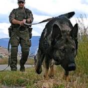 Photo of RCMP dog handler and dog in grassy area