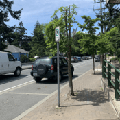 Photo of damaged tree 2