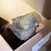 The right-side view of a hawk sitting inside a brown cardboard box.