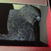 A view from above of a hawk sitting inside a brown cardboard box.