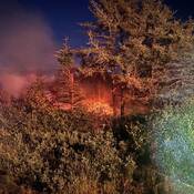 A structure ablaze at night. Flames of the fire are visible amongst dense bushes, brush and trees.
