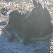 A moose lying on the grass