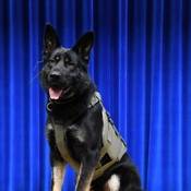 Police Service Dog Sammy