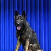 Police Service Dog Shelby