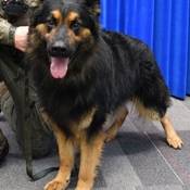 Police Service Dog Sultan