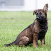The RCMP is pleased to announce its annual “Name the Puppy Contest”.