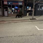 Bear downtown Salmon Arm on March 28, 2026