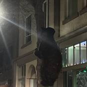 Bear downtown Salmon Arm on March 28, 2026