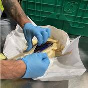 Wearing blue gloves, a CBSA officer holds open a piece of imitation flatbread, exposing a sealed package of cocaine hidden inside.