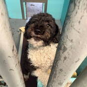 A fluffy black dog with a white chest sits behind bars at animal control before returning to its owner