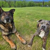Retired police dog Duke and family dog Tank