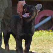 PDS Hank looking up at his handler with his mouth open, getting scratched behind the right ear