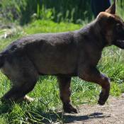 PDS Hank trotting from left to right across a dirt path with front right paw in the air, mid-stride