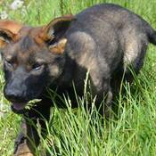 PDS Hank running through tall gras, both ears are raised with his mouth slightly opened to catch his breath.