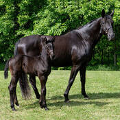RCMP mare and her foal