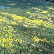 A small mountain lake sits amid the forests surrounding Atlin, B.C., during autumn.