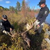 Conservation Officers inspecting a legally harvested moose