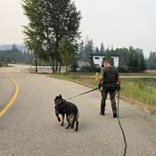 Police dog services assisting Salmon Arm RCMP on a recent callout.