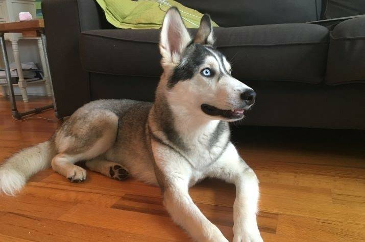 A husky dog lies on the floor. 