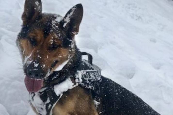 A snow-covered dog.