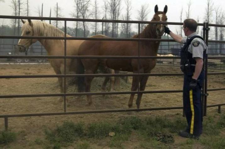 Police officer with horses.