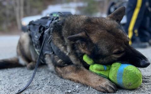 Police Service Dog Lady takes a break from sniffing for drugs with BC Highway Patrol