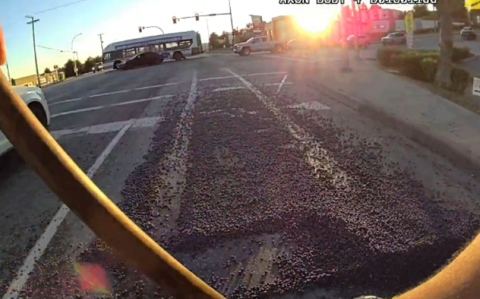 Photo from a body worn camera of blueberries on the roadway
