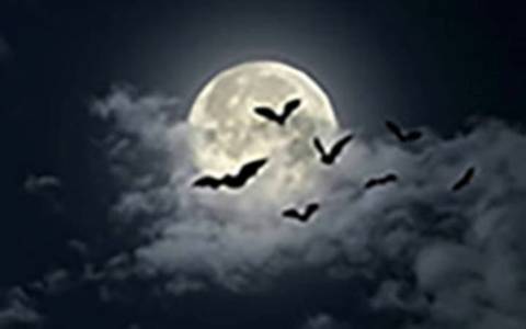 Bats flying in front of a moon on a cloudy night