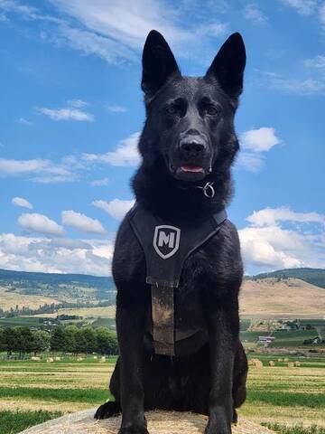 Police Dog Neeka