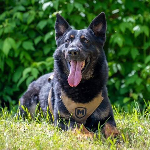 Marook, an RCMP service dog, tracked down and apprehended a suspect wanted in a break and enter on June 2.
