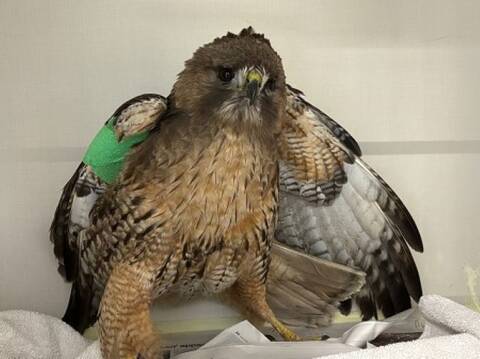 Red Tailed Hawk standing on a white towel with it’s wings partially open and a green bandage on its right wing.