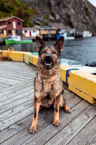 Police Service Dog (PSD) Marlow