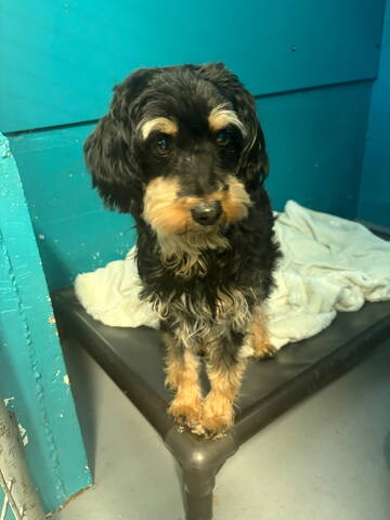 A shaggy black dog gives the camera “cute face” as it sits in animal control before returning to its owner