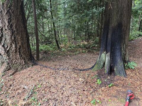 Trees set on fire at Bowen Park