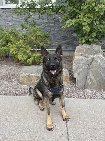 Police Service Dog - Natz