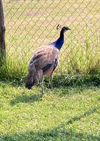 Peacock connected to Parkland RCMP stolen vehicle investigation