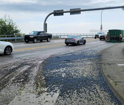 Photo of blueberries spread across the roadway, with vehicles driving past.